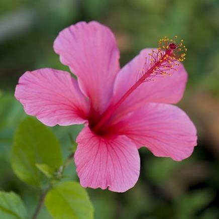 Actif naturel Hibiscus